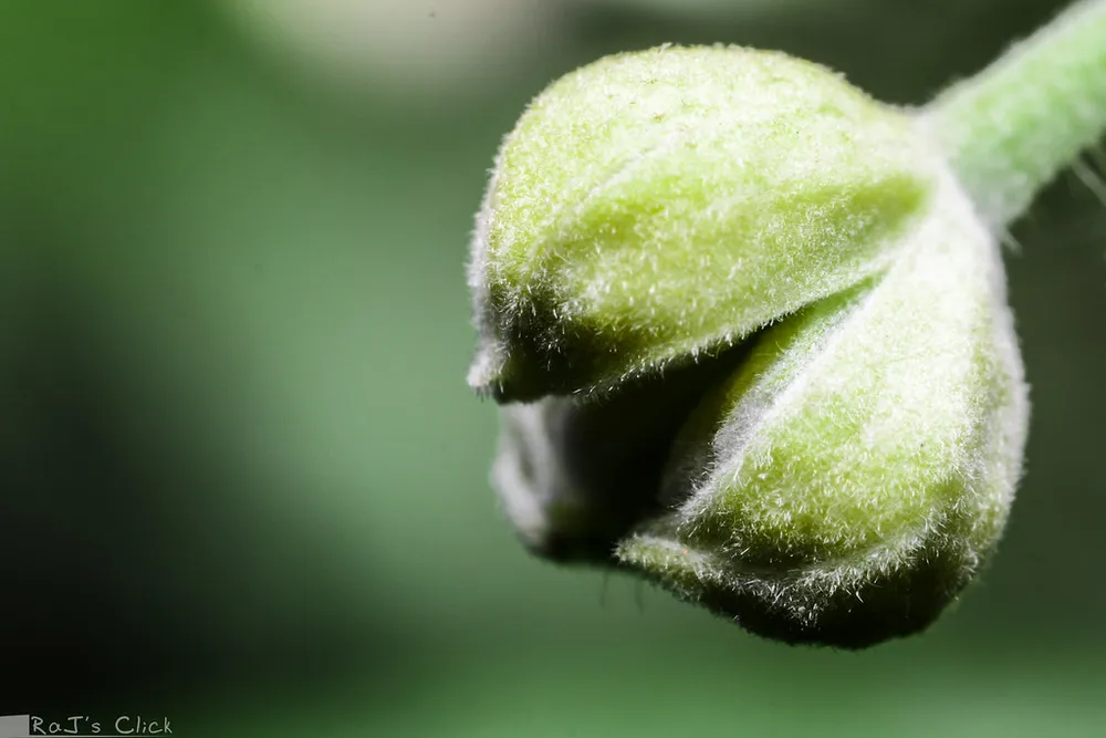 A tiny wildflower bud about to open