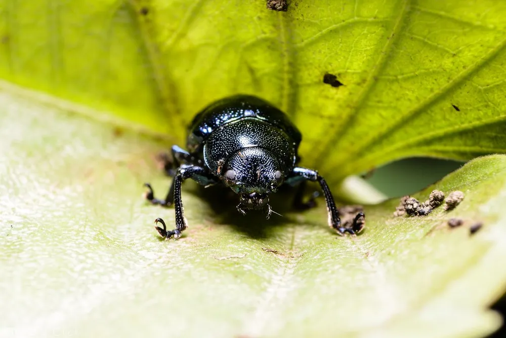 A black beetle peeking over the edge of a bright green leaf