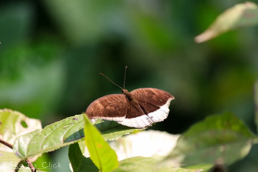 A butterfly with folded brown wings perched on a leaf
