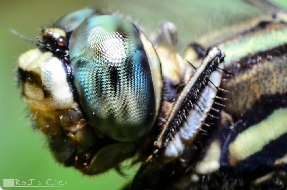 Extreme close-up of a dragonfly's head with iridescent blue-green compound eyes