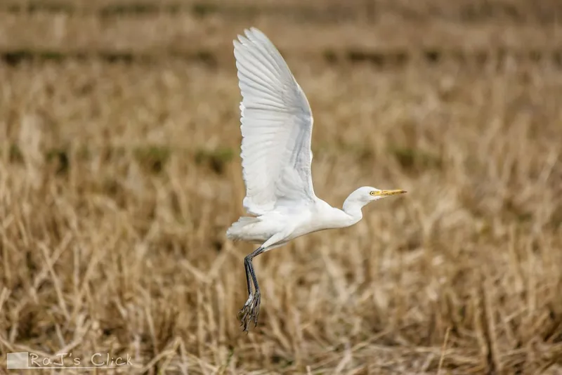 Egrets over paddy fields, butterflies at rest, and small birds waiting in bare branches.