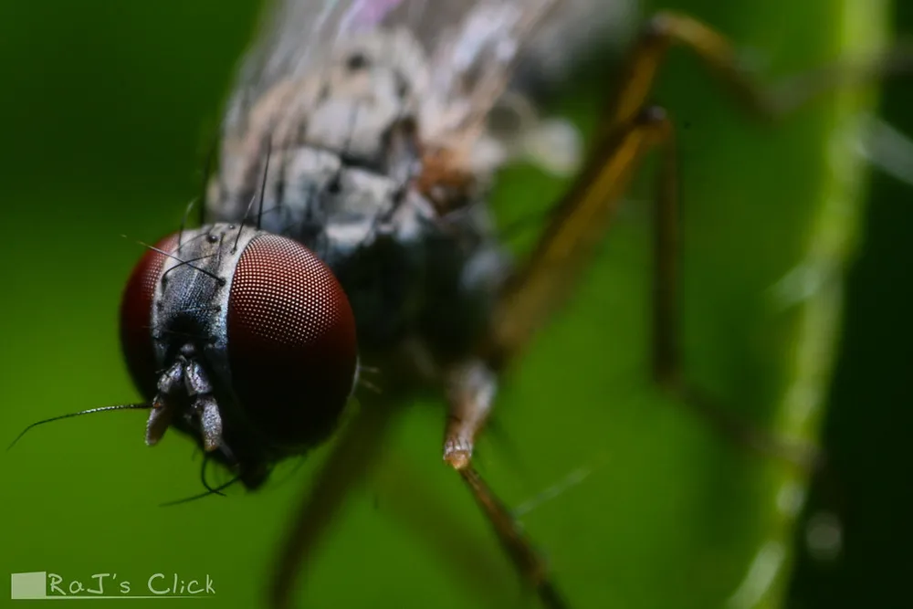 A fly perched on a vivid green leaf