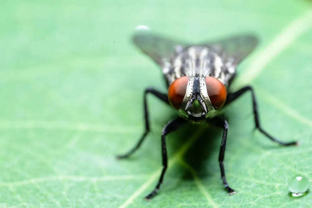 Head-on portrait of a fly with striped thorax