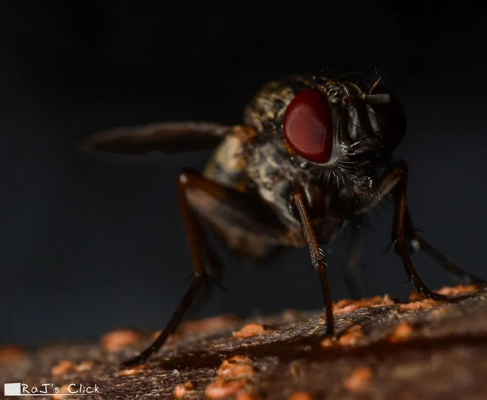 A red-eyed fly on weathered ground
