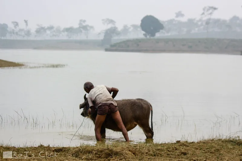 Herders, hidden smiles, and quiet landscapes. Everyday moments from the haor wetlands and beyond.