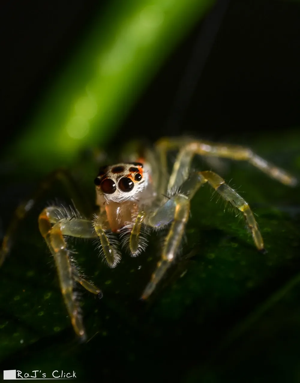A pale jumping spider against a dark background