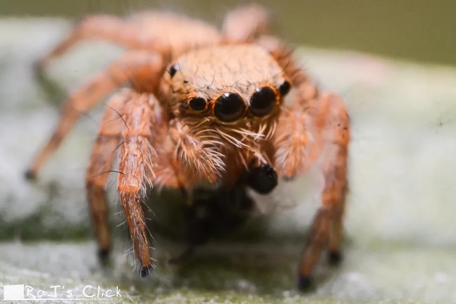 Portrait of an orange jumping spider, all four front eyes in focus