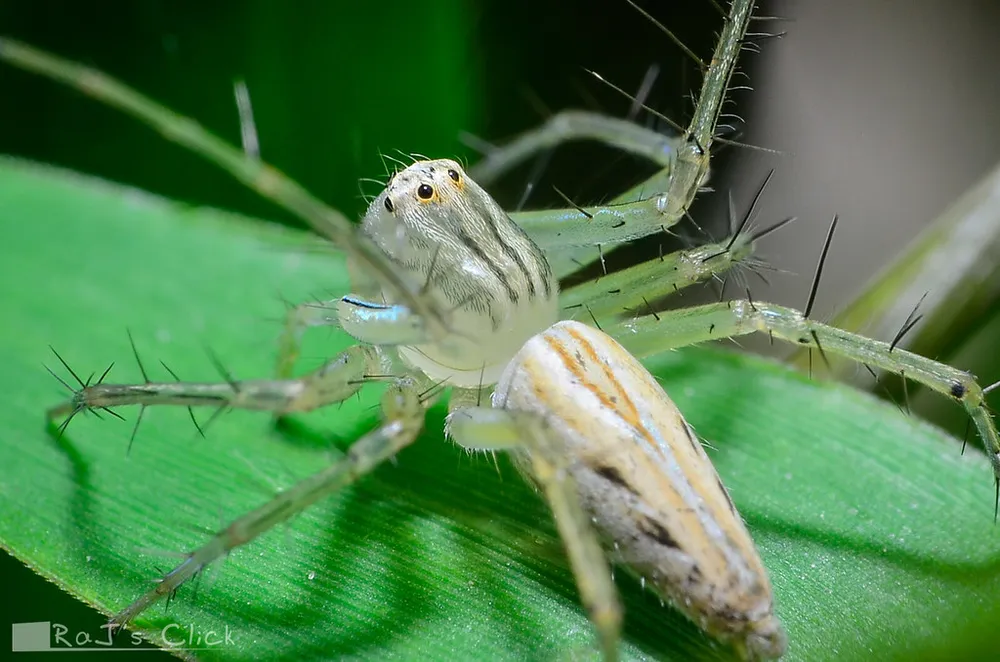 A striped lynx spider with spiny legs on a green leaf