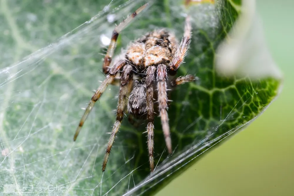 An orb-weaver spider resting at the center of its web