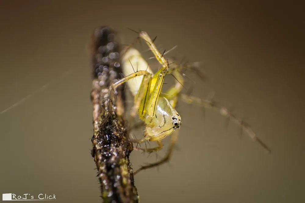 A spider wrapping its freshly-caught prey