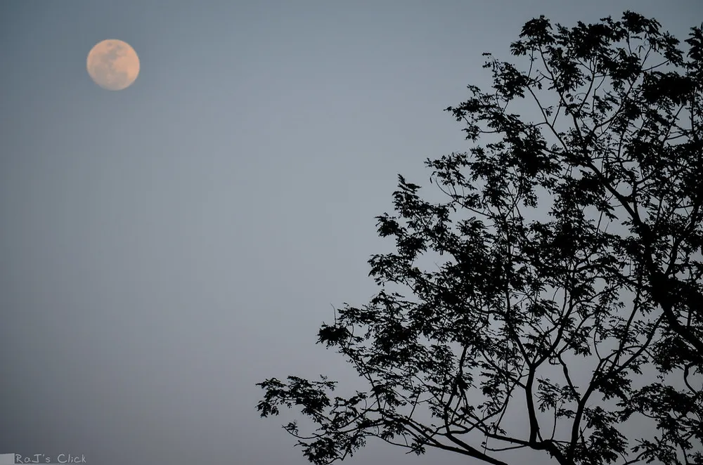 Bare tree branches silhouetted against an overcast sky
