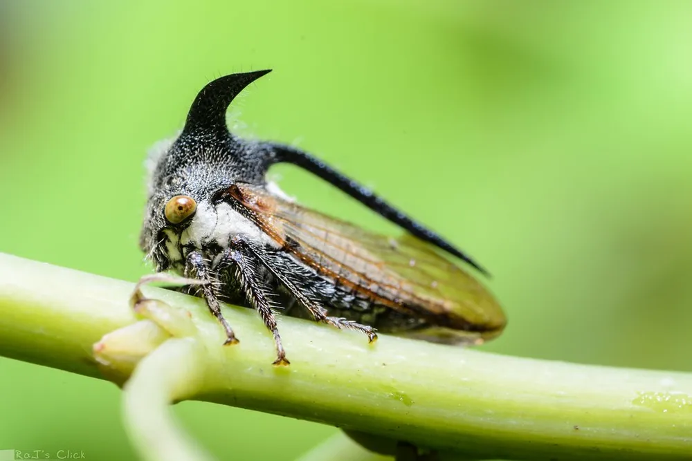 A horned treehopper clinging to a plant stem