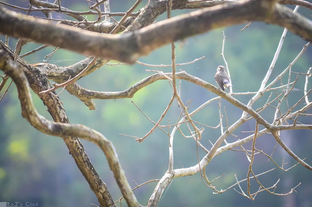 A small bird waiting among bare tangled branches