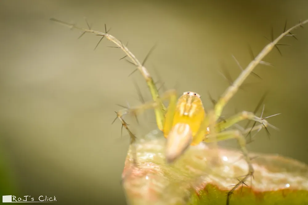 A pale yellow lynx spider waiting in ambush